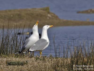 Les Mouettes Amoureuses Villa Louannec Exteriör bild